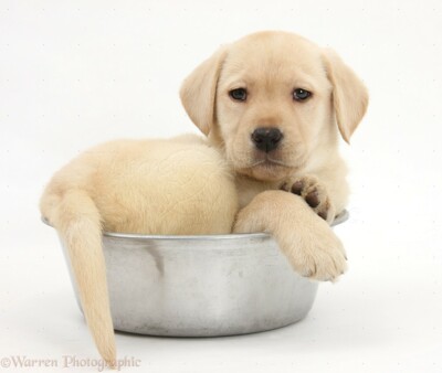 33539-Yellow-Labrador-pup-in-a-dog-bowl-white-background.jpg
