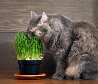 cat-eating-grass-thinkstockphotos-589540074-335.jpg