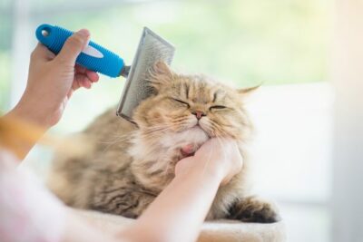 cat-grooming-photo-2-600x400.jpg