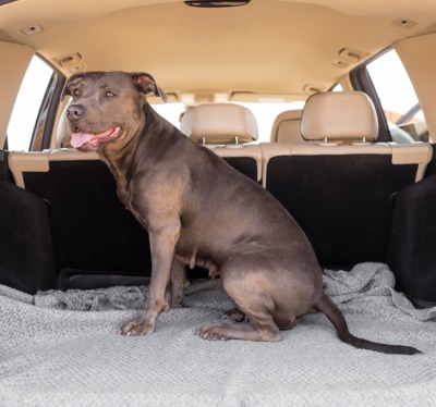 smiley-dog-staying-car-trunk-5.jpg